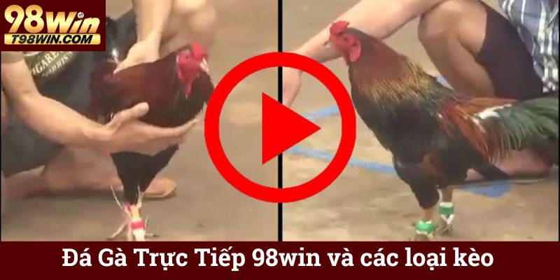 Đá Gà Trực Tiếp 98win - Xem & Cá Cược Online Chuẩn HD 6 Đá Gà Trực Tiếp 98win và các loại kèo