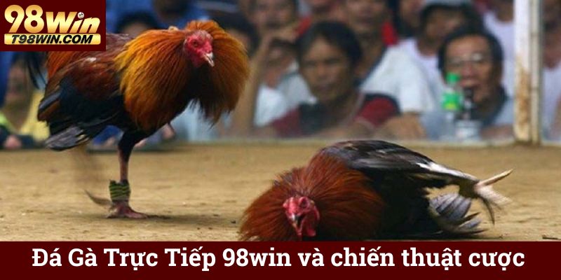 Đá Gà Trực Tiếp 98win - Xem & Cá Cược Online Chuẩn HD 7 Đá Gà Trực Tiếp 98win và chiến thuật cược