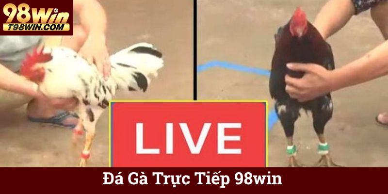 Đá Gà Trực Tiếp 98win - Xem & Cá Cược Online Chuẩn HD 4 Đá Gà Trực Tiếp 98win